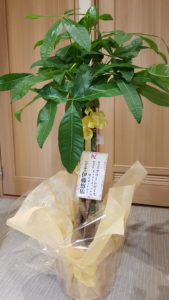 横須賀悠整骨院お祝い観葉植物