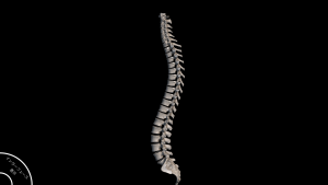 脊椎側面